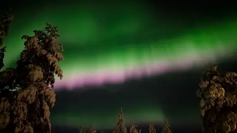 Pink and green aurora arc over the Levi forest