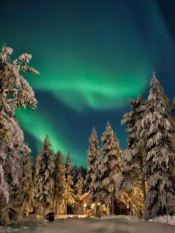 Aurora borealis above snow-laden spruce trees next to the cabin