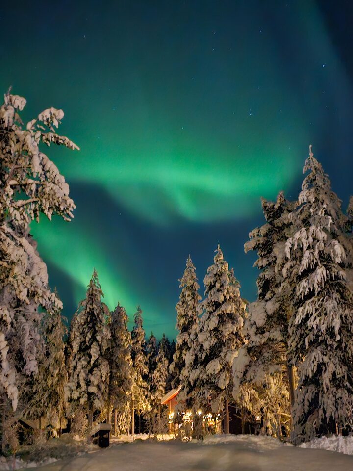 Aurora borealis above snow-laden spruce trees next to the cabin